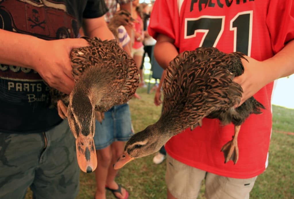 Great American Duck Race Deming, New Mexico