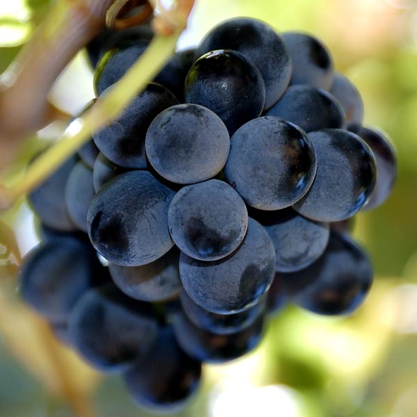 grapes on the vine